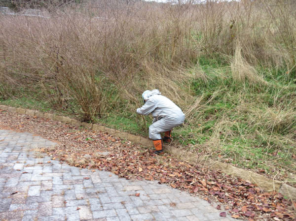 宮城野萩：地附山公園