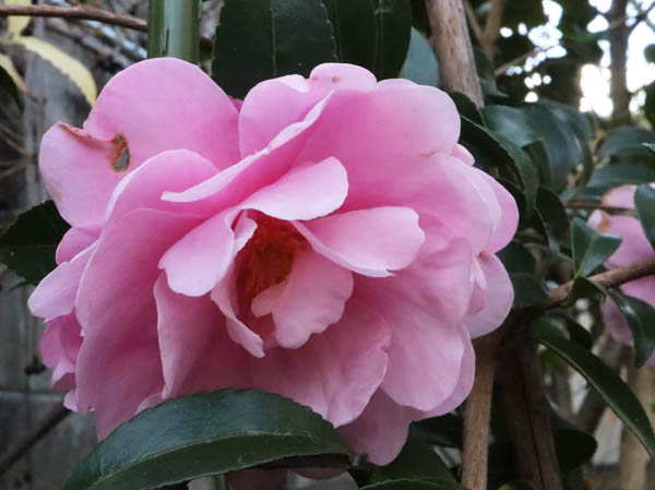 山茶花