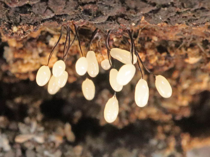 変形菌の未熟子実体：髻山