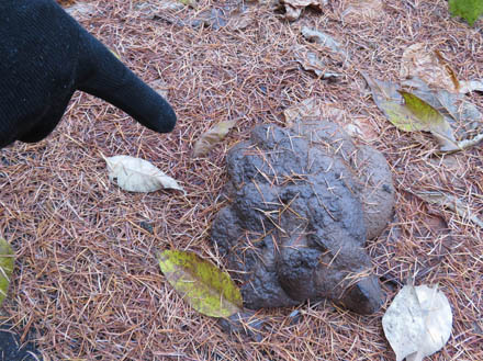 photo：クマの糞：陣場平山