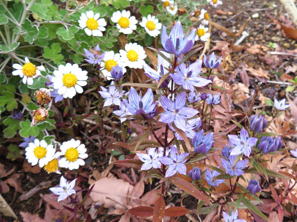画像：ムラサキセンブリ満開：地附山ミニ山野草園