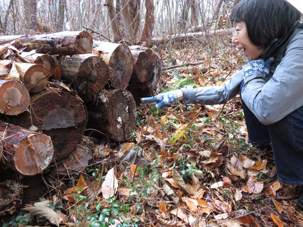 画像：マメホコリがいた：地附山