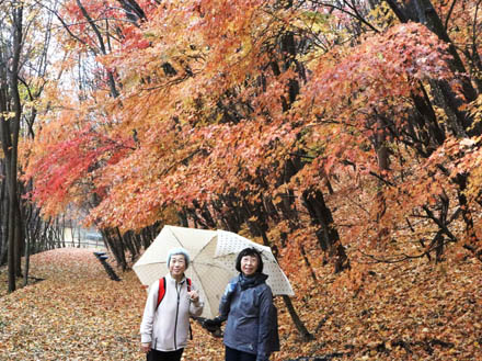 photo：雨に濡れた楓：地附山
