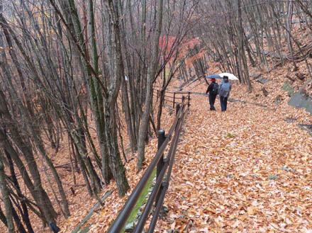 photo：一面の落ち葉：地附山