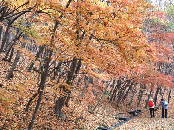 photo：落ち葉を拾いながら：地附山