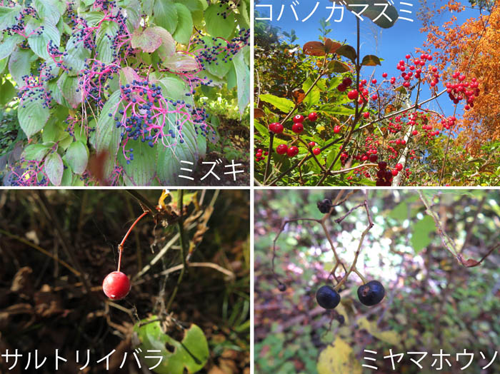 photo：ミズキ,コバノガマズミ,サルトリイバラ,ミヤマホウソ：大峰山