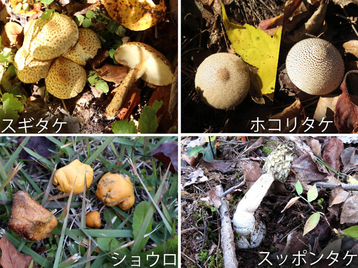 photo：スギタケ,ホコリタケ,ショウロ,スッポンタケ：地附山
