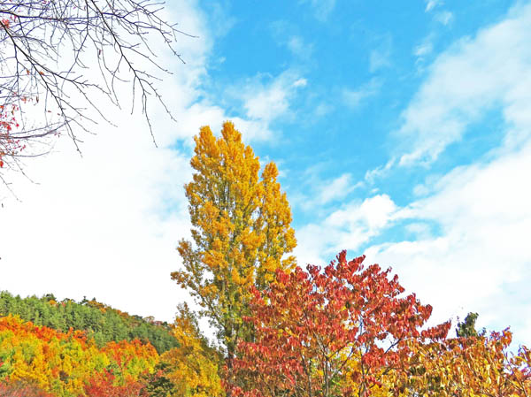 photo：黄葉したポプラ：地附山