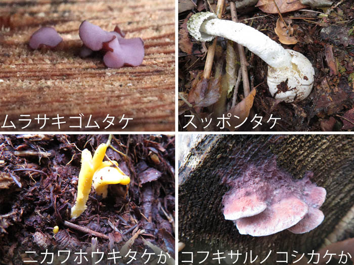 photo： ムラサキゴムタケ,スッポンタケ,ニカワホウキタケ,コフクサルノコシカケ：地附山