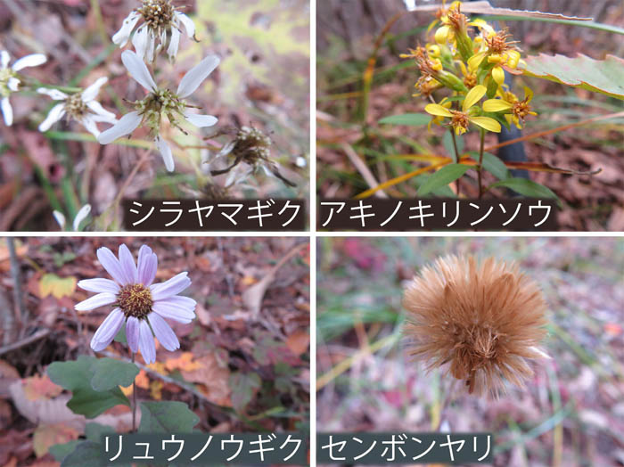 photo：  シラタマギク,アキノキリンソウ,リュウノウギク,センボンヤリ：地附山