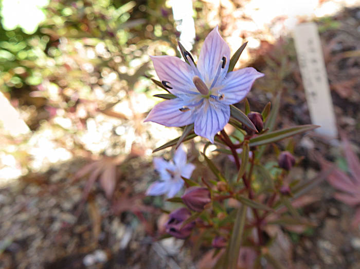 photo：咲き出したムラサキセンブリ：地附山ミニ野草園