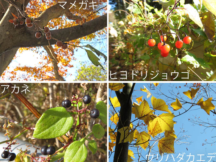 photo：マメガキ,ヒヨドリジョウゴ,アカネ,ウリハダカエデ：地附山