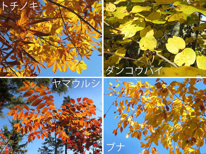 photo：トチノキ,ダンコウバイ,ヤマウルシ,ブナ：大峰山