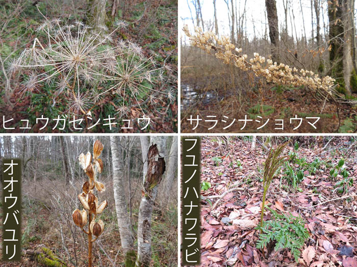 photo：ヒュウガセンキュウ,サラシナショウマ,オオバユリ,フユノハナワラビ：戸隠