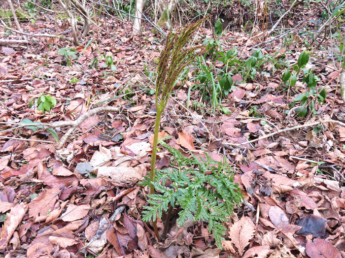 photoフユノハナワラビ：戸隠森林植物園