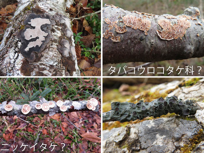 photo：みんなキノコかな？：戸隠