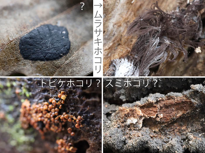 photo：ムラサキホコリ,トビケホコリ？,スミホコリ？：戸隠