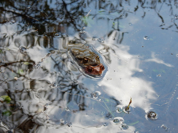 写真・交尾しているアズマヒキガエル