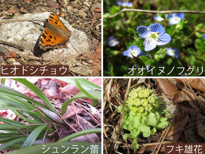 photo：ヒオドシチョウ,オオイヌノフグリ,シュンラン蕾,フキ雄花：地附山