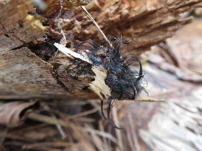 photo：ムラサキホコリ胞子を飛ばした後：地附山