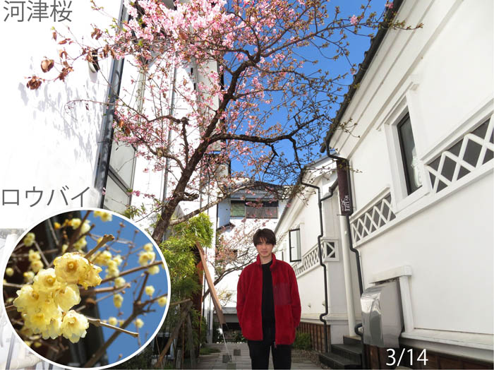 photo：長野の町にも春の花