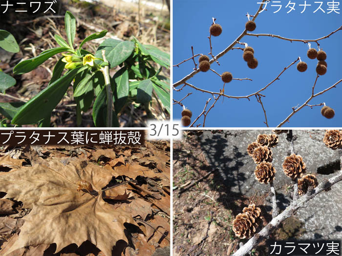 photo：ナニワズ,プラタナスの実：飯綱高原にて