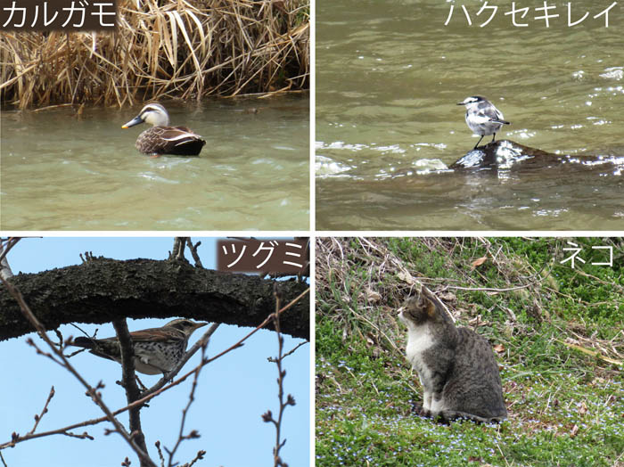 photo：ハクセキレイ,カルガモ,ツグミ：裾花川周辺