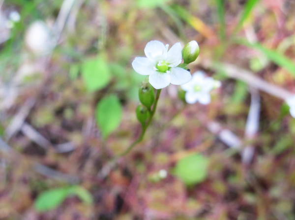 写真・モウセンゴケの花