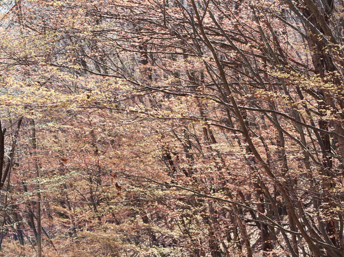春の紅葉？：地附山