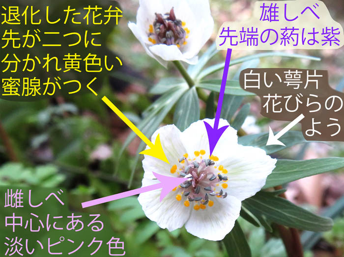 photo：セツブンソウ花の構造：戸倉セツブンソウ自生地