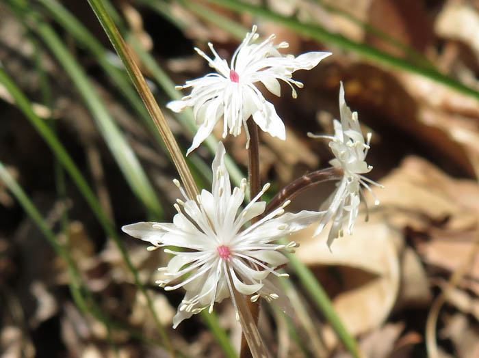 photo：セリバオウレン雄花2：髻山