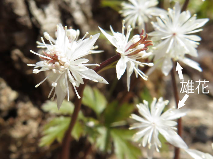 photo：セリバオウレン両性花2：髻山