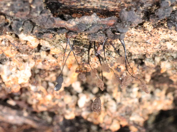 photo：粘菌ヤリカミノケホコリ：髻山