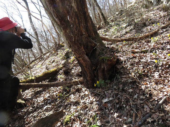 photo：急斜面に福寿草群生：髻山