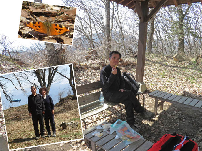 photo：ヒオドシチョウも山頂で日向ぼっこ：髻山