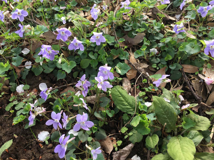 photo：アイリス：二子山
