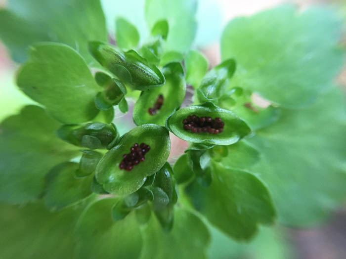 photo：ネコノメソウの実：二子山