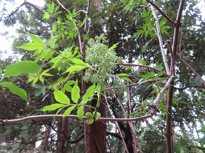 photo：ニワトコ：二子山
