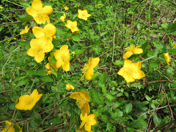 photo：ヤマブキ：二子山