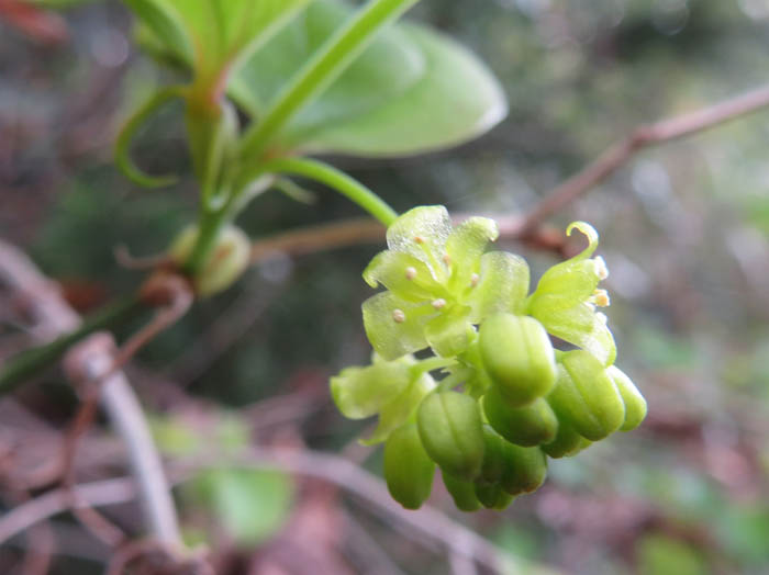 photo：サルトリイバラ雄花：二子山