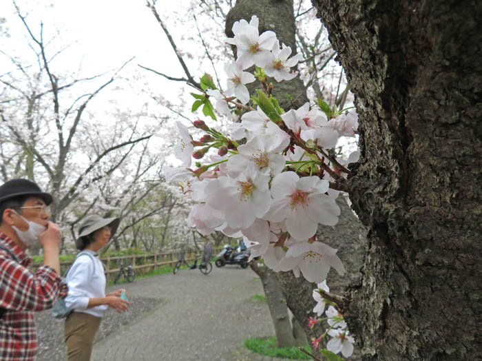 photo：サクラ：二子山