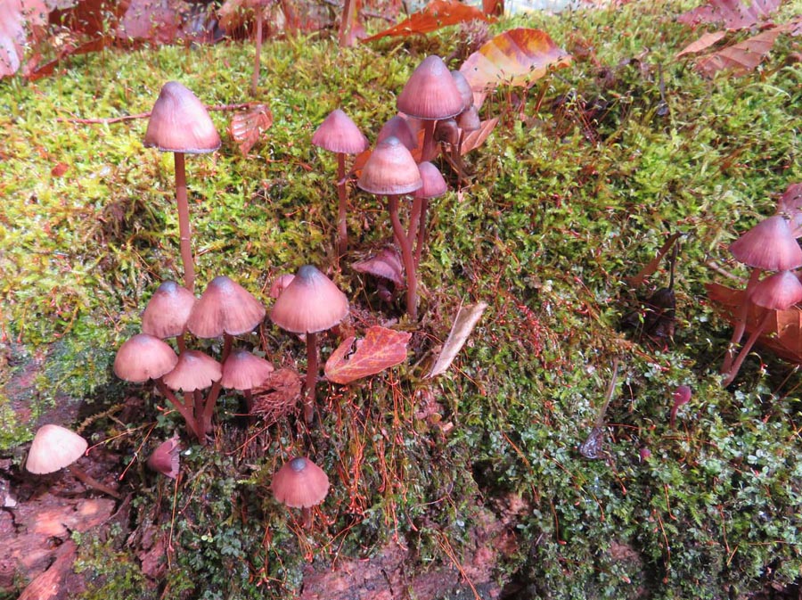 写真・ムササビタケ