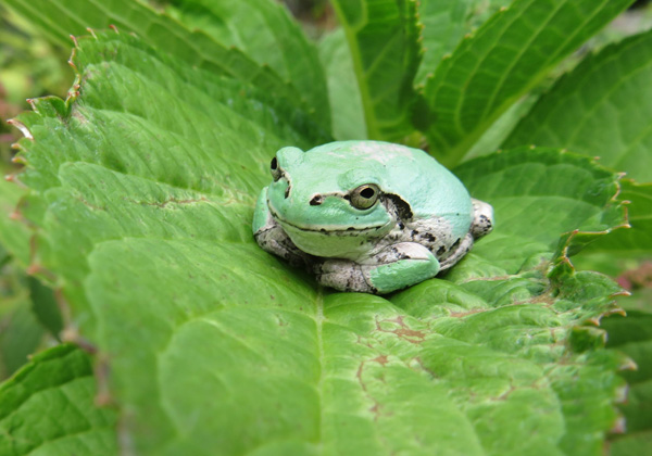 写真・アマガエル