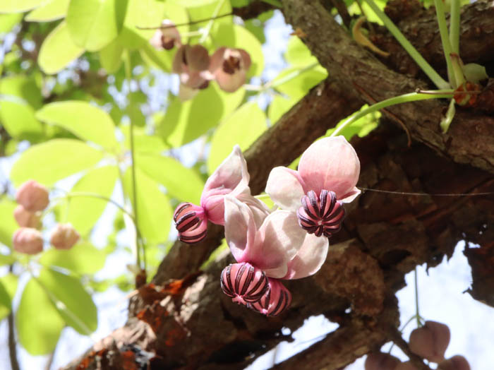 アケビの花：陣場平