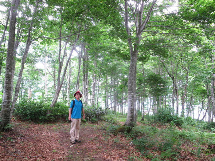 写真3山頂のブナ林
