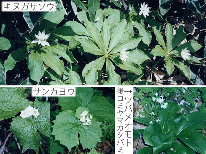 写真11春に出会った花19990613：カヤの平