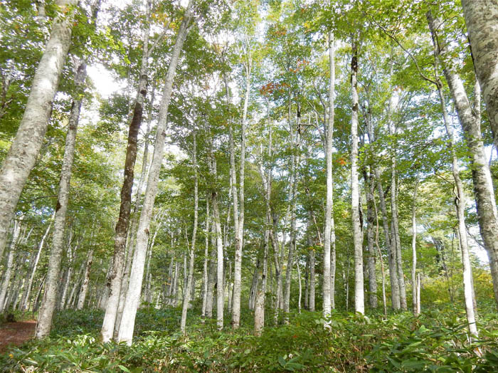写真ブナ林：カヤの平