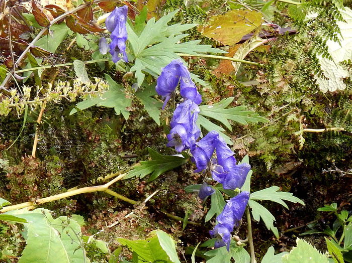 写真トリカブト：カヤの平