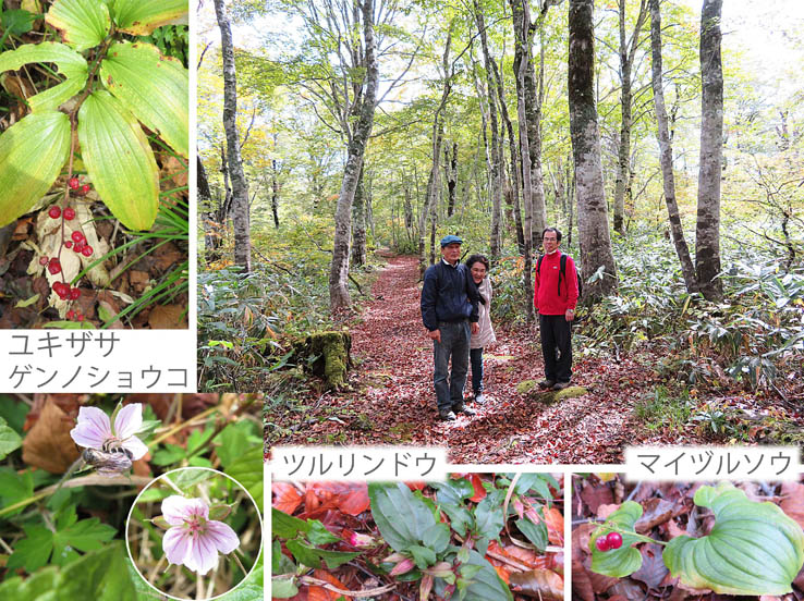 写真14花や実,ユキザサ,ゲンノショウコ,ツルリンドウ,マイヅルソウ：カヤの平