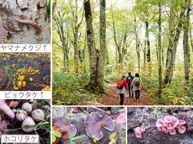写真8キノコが好物のヤマナメクジもいた：カヤの平